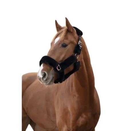 Cabezada para caballos Teddy Rose gold