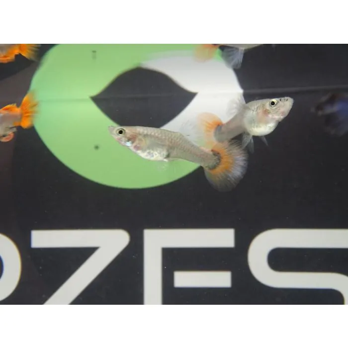 Guppy Dumbo Tuxedo (machos)