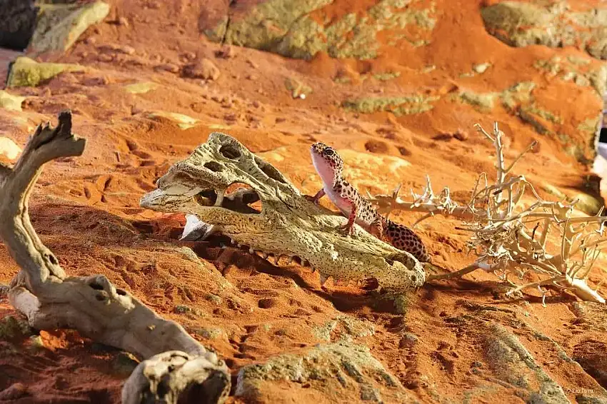 Decoracion Terrarios Exo Terra - Crocodile Skull