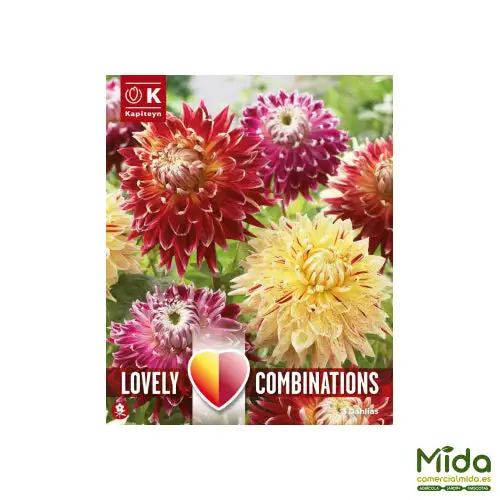Kapiteyn Bulbos de DAHLIA DECORATIVA ROJA y TONOS AMARILLOS