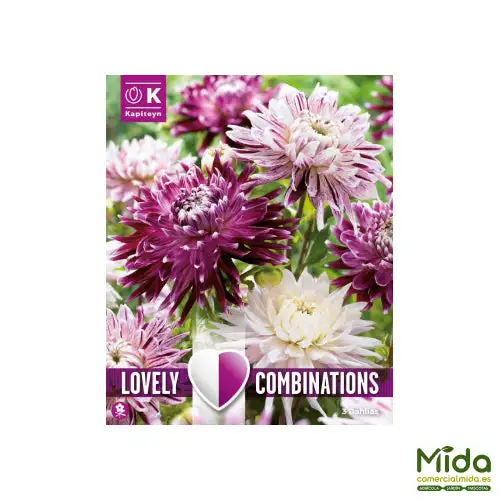 Kapiteyn Bulbos de DAHLIA DECORATIVA VIOLETA Y TONOS BLANCOS