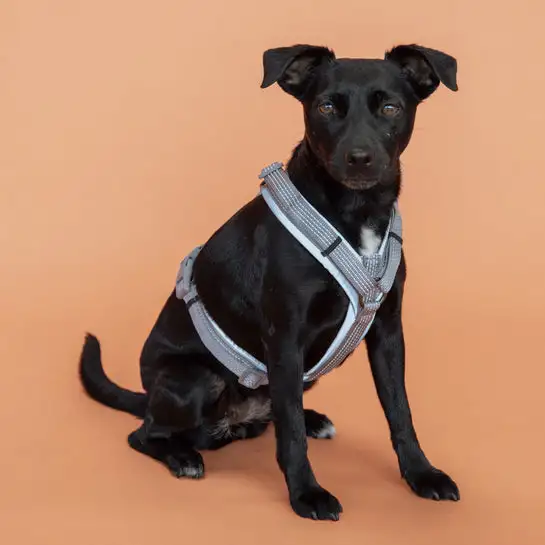 Kentucky Dogwear Arnés Active Reflective Gris