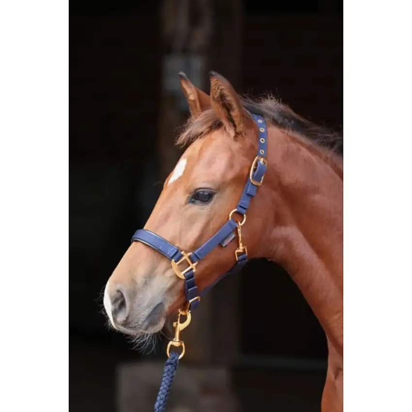Covalliero Cabestro Potro TopLine Navy
