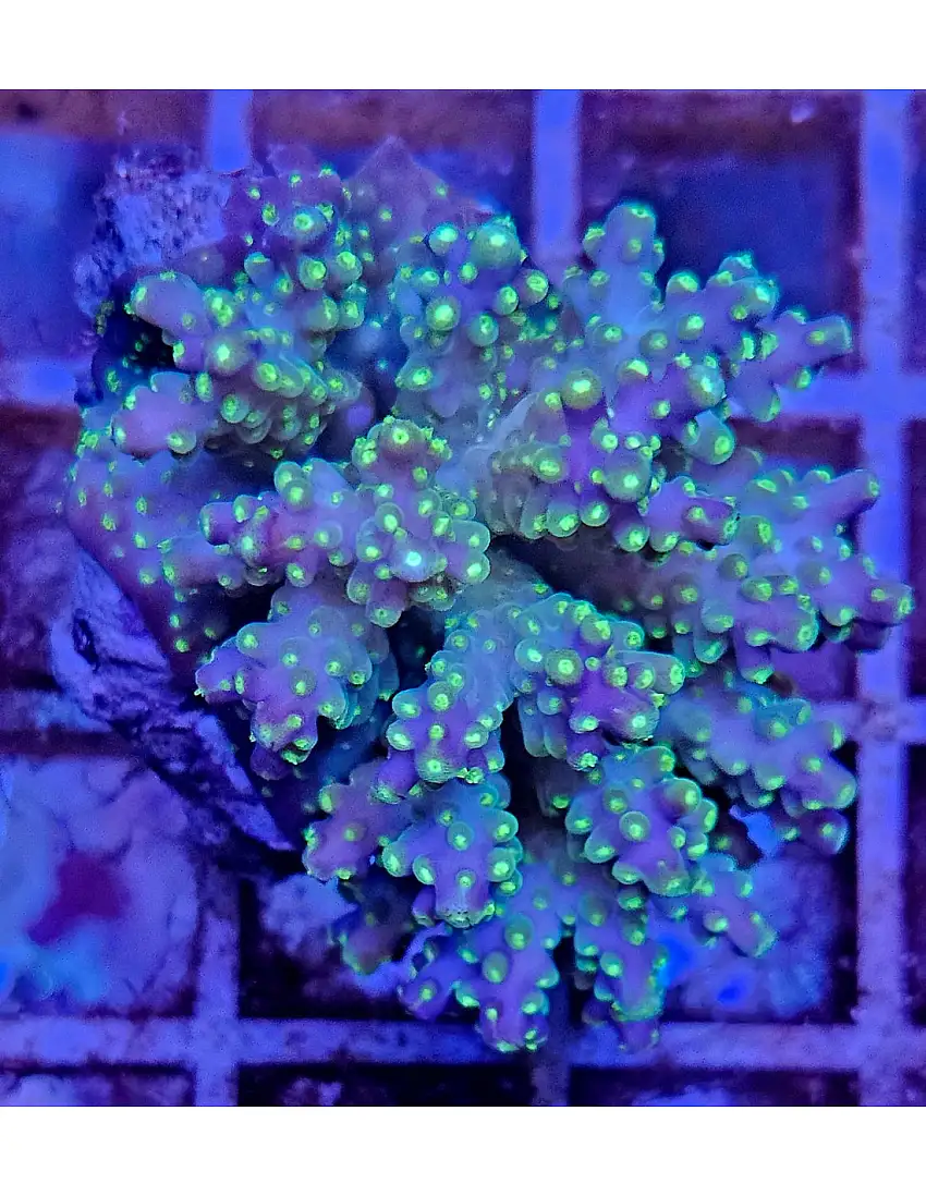 Acropora tricolor
