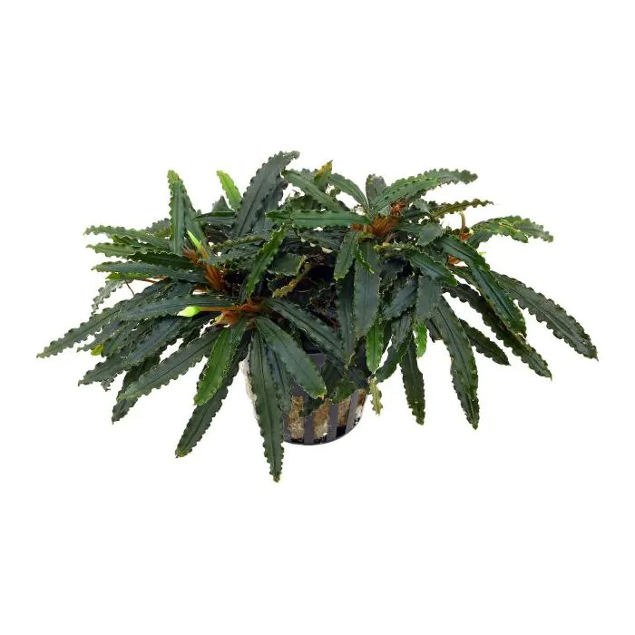 Bucephalandra sp Biblis / biblis red