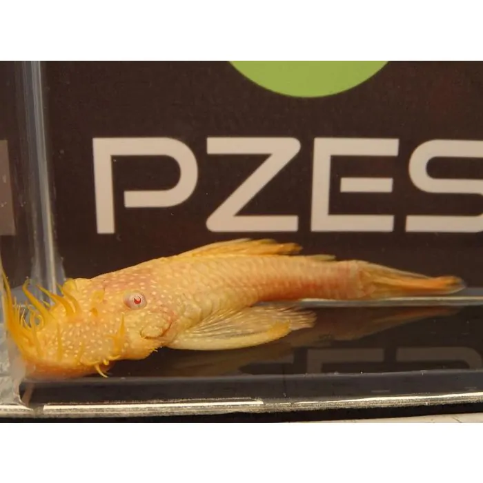 Ancistrus sp – Ancistrus oro (L)