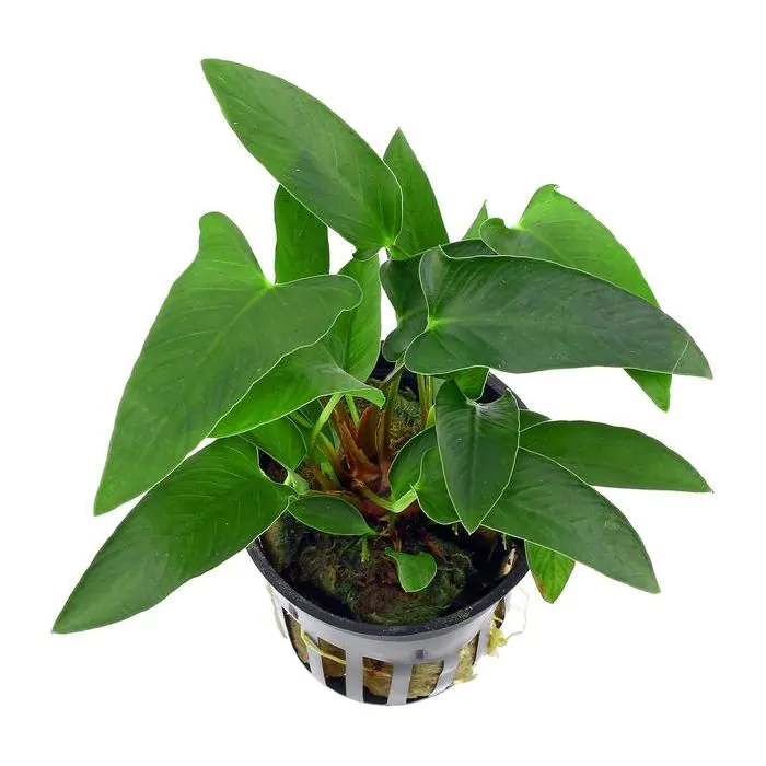 Anubias gracilis (pequeña)