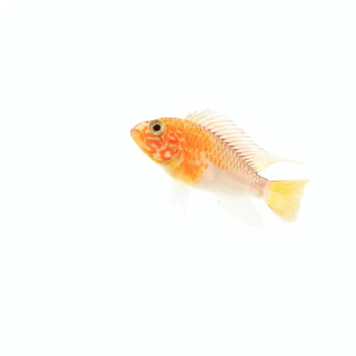 Apistogramma viejita oro