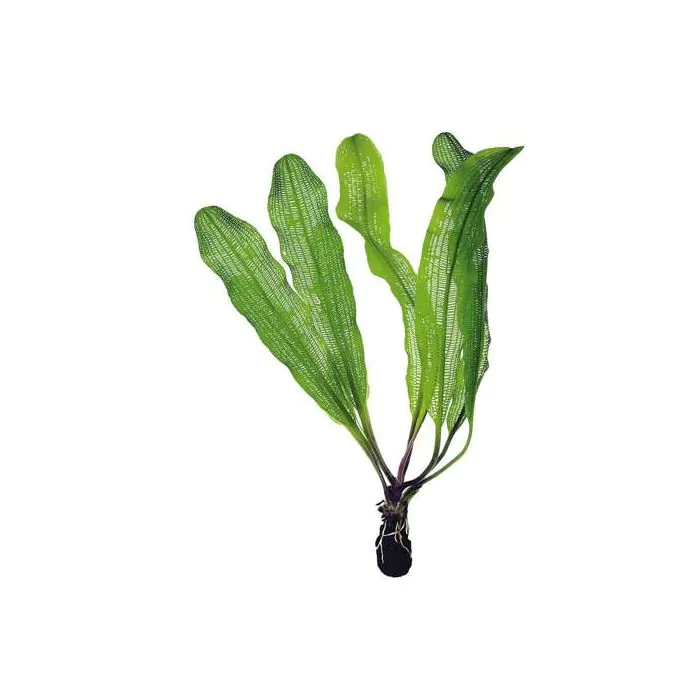 Aponogeton madagascariensis var. Henkelianus (bulbo)