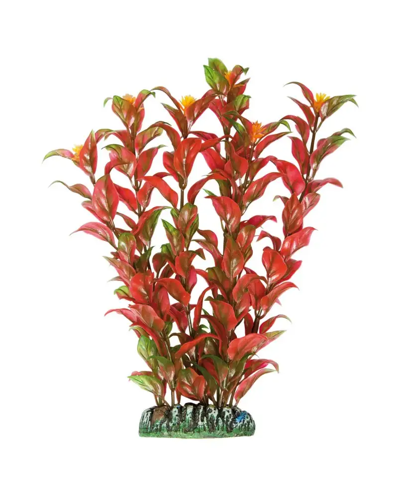 Aquatic Plants planta acuario Alternanthera 22 cm