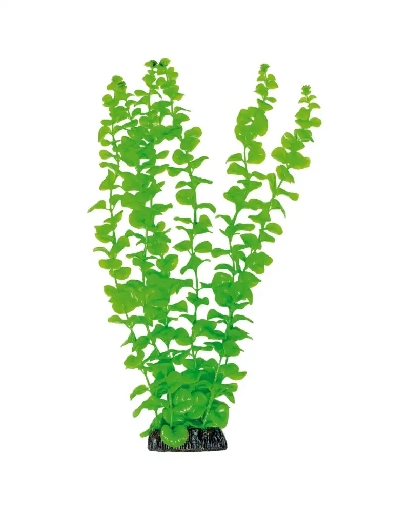 Aquatic Plants planta acuario Bacopa 38 cm