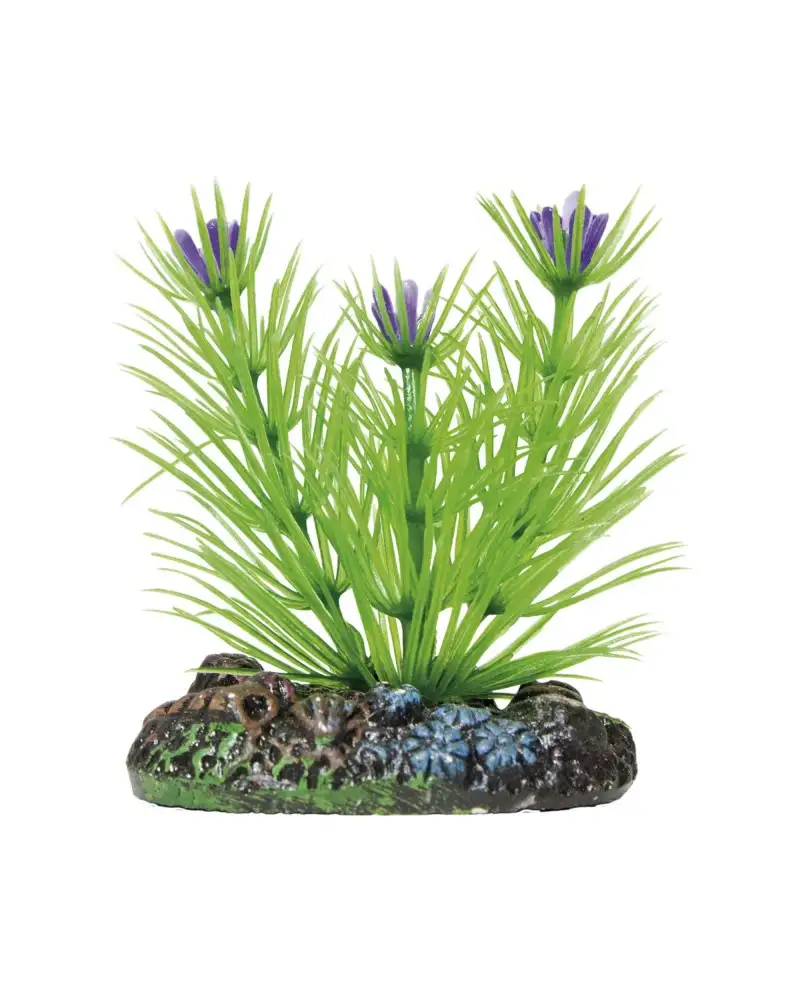 Aquatic Plants planta acuario Limnophila 6 cm