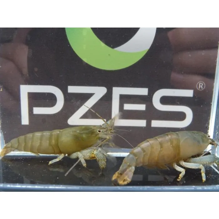 Atya gabonensis S/M (3-5 cm)