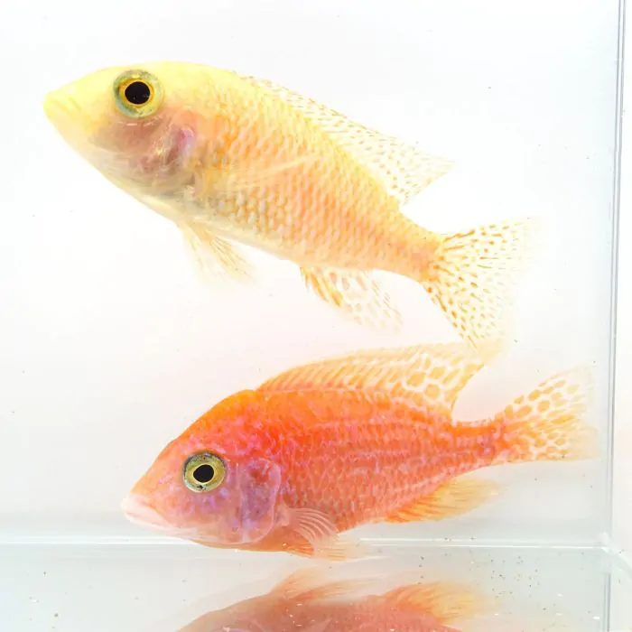 Aulonocara sp. Fire fish (Mediano 8-10 cm)