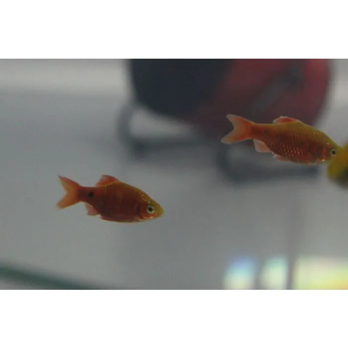 Puntius conchonius - Barbo conchonius