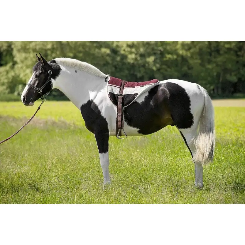 Bareback de NORTON