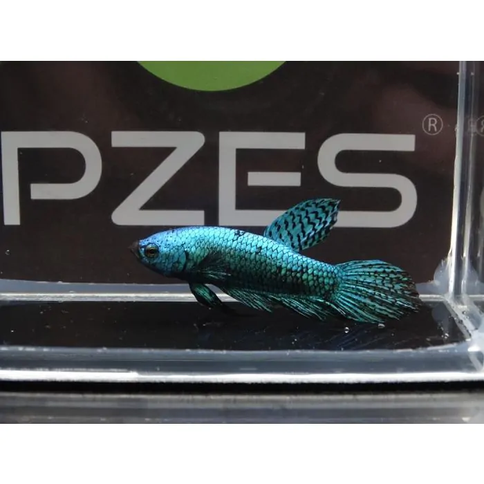 Betta Alien Verde (macho)