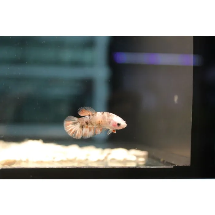 Betta Half Moon Koï (hembra)