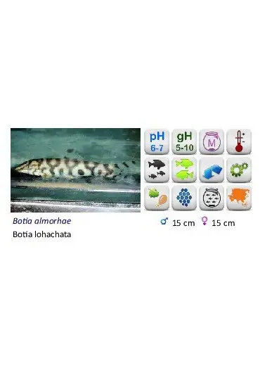 BOTIA LOHACHATA