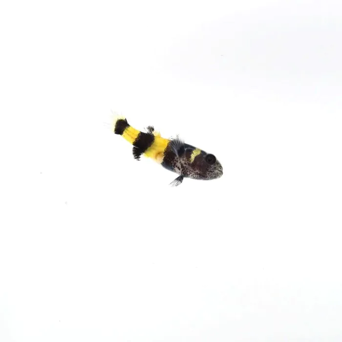 Brachygobius doriae - Gobio abeja / avispa