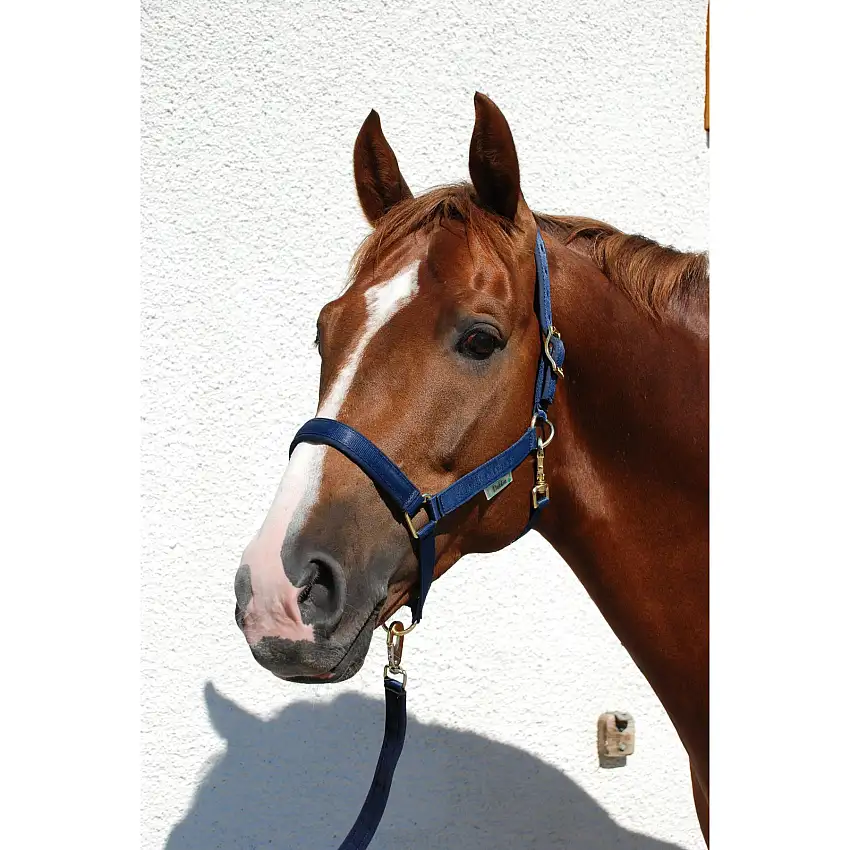 Cabestro para caballos Halter Dublin