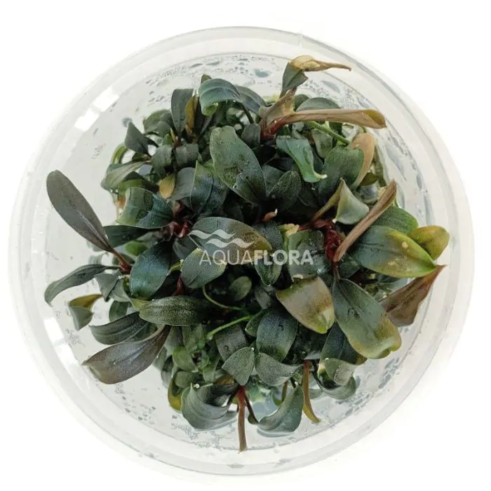 Bucephalandra 'Brownie Ghost/Brown Ghost' (maceta o tarrina)