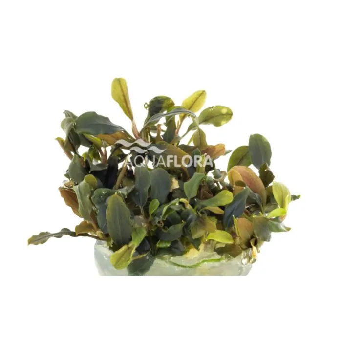 Bucephalandra 'Blue Green'