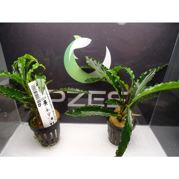 Bucephalandra King Crocodile