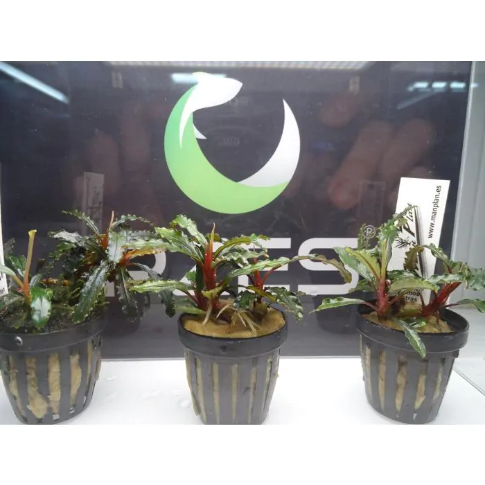 Bucephalandra Kota Baru brown