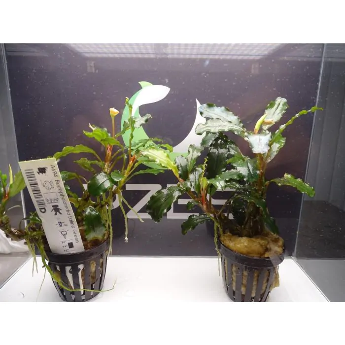 Bucephalandra Lalina Green