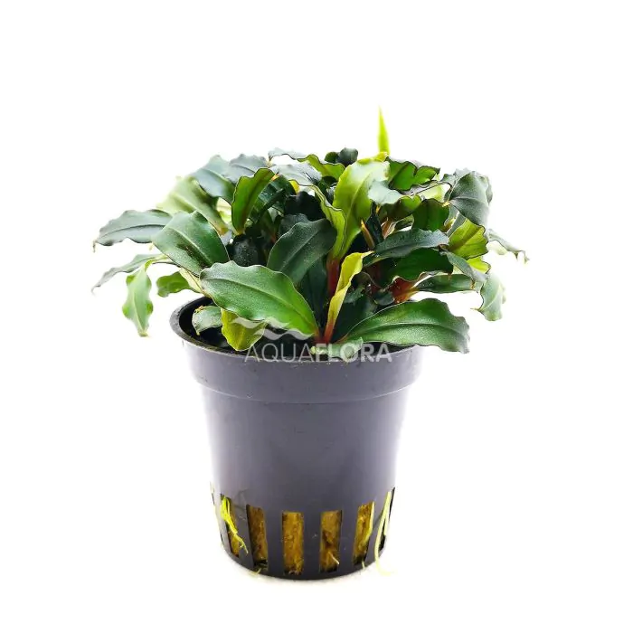 Bucephalandra sp.  ‘Lamandau Mini Red’