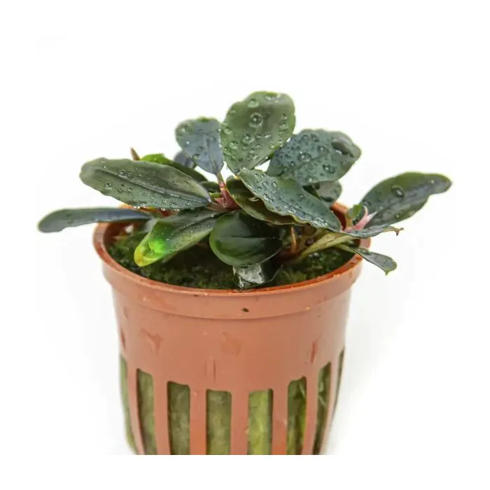 Bucephalandra sordidula Blue