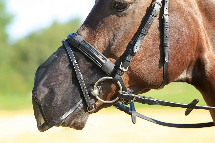 BUSSE Protector Nasal FLY PROTECTOR, Pony de talla grande / COB