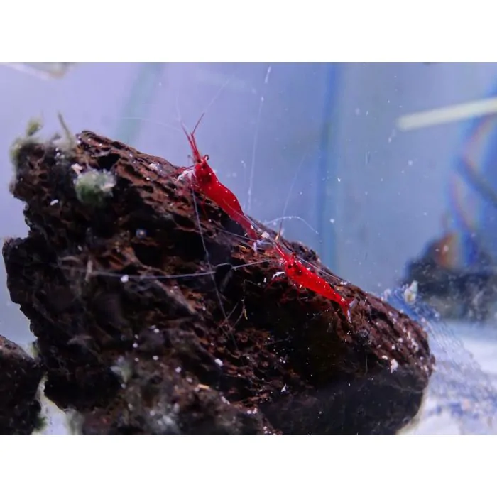 Caridina dennerli  - Cardenal de Sulawesi (criada)