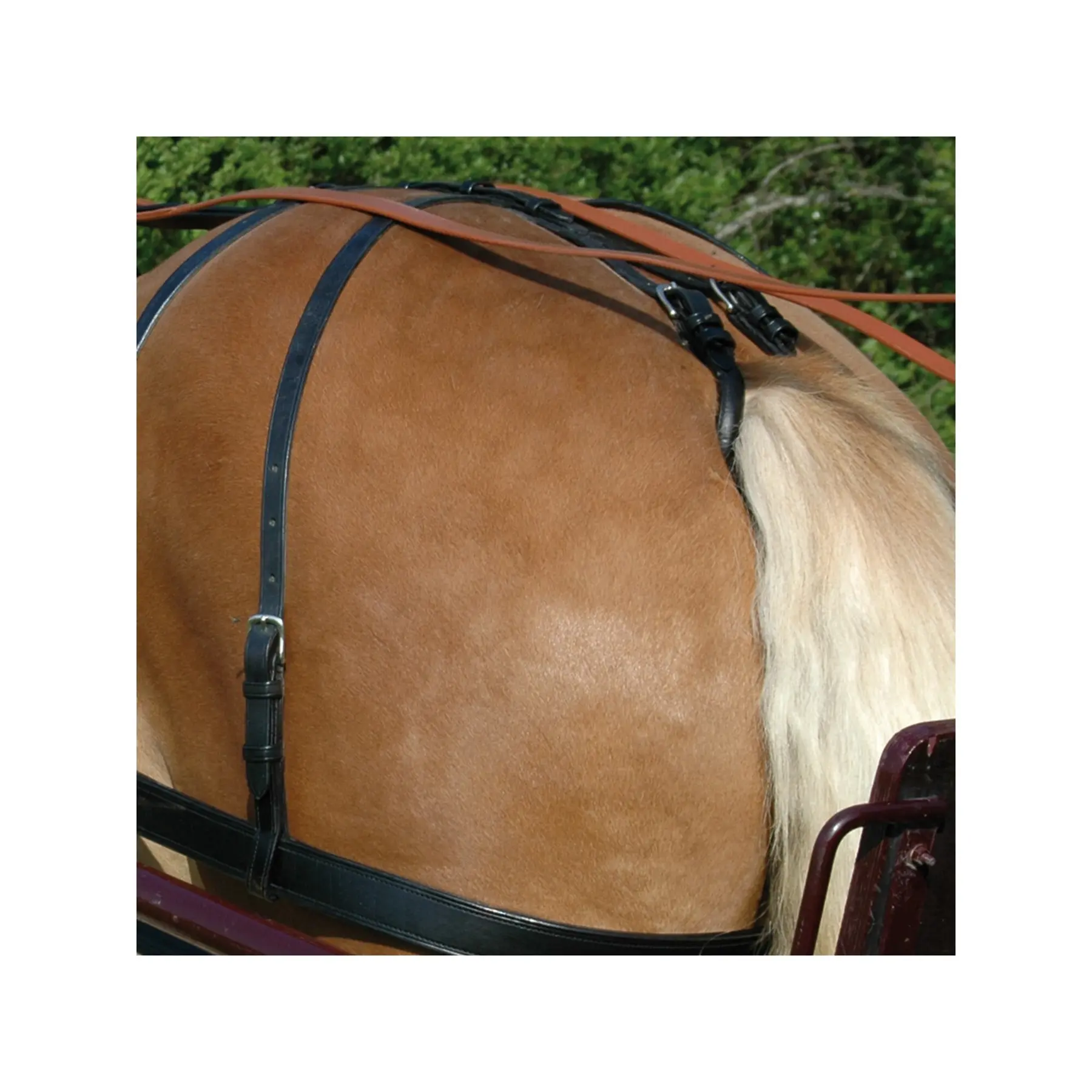 Arnés para caballos
