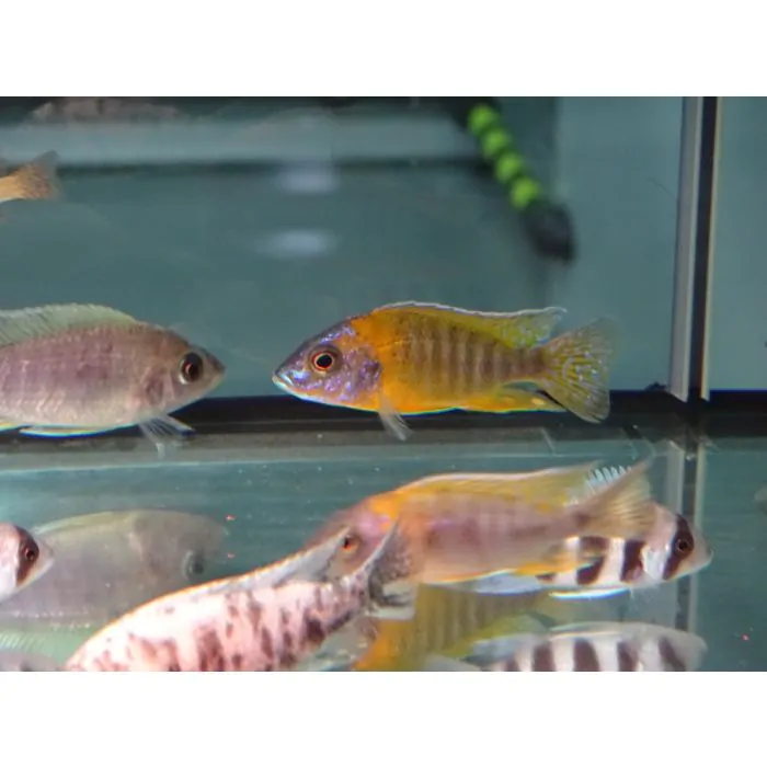 Aulonocara Rubescens (8cm)
