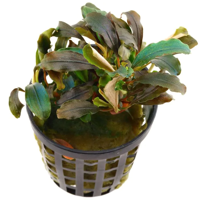 Bucephalandra Theia (maceta o invitro)