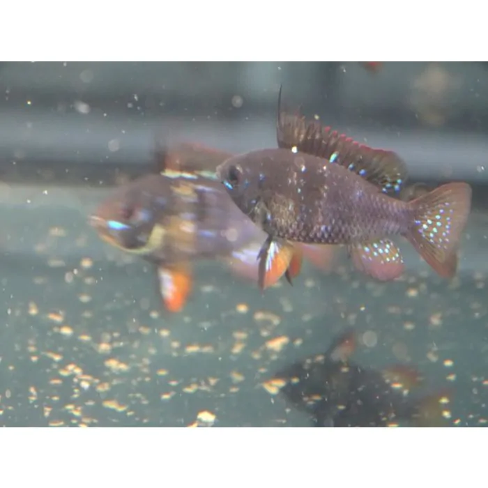 Mikrogeophagus ramirezi - Ramiretzi Black Carbon (grado A)