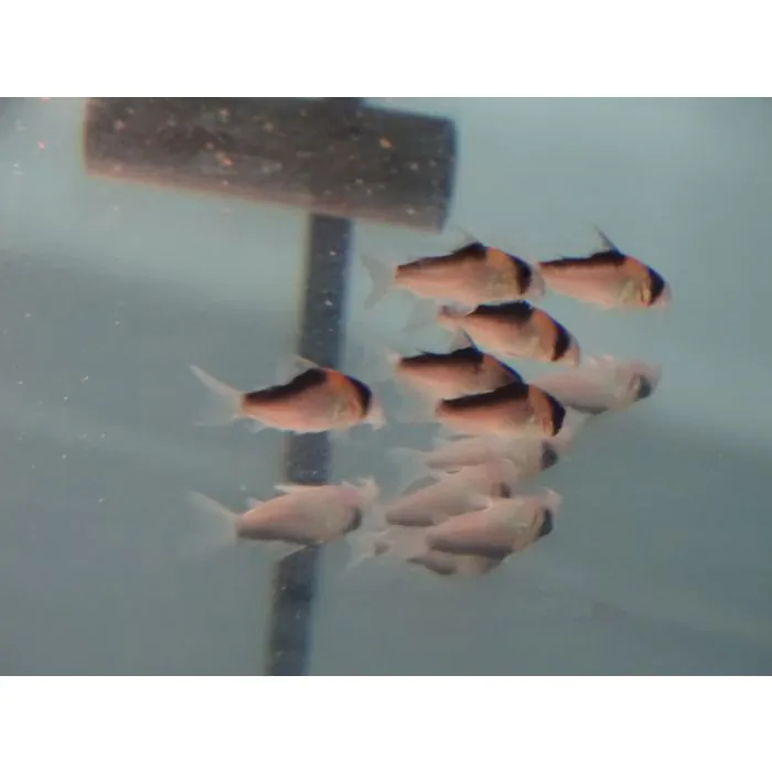 Hoplisoma/Corydoras adolfoi