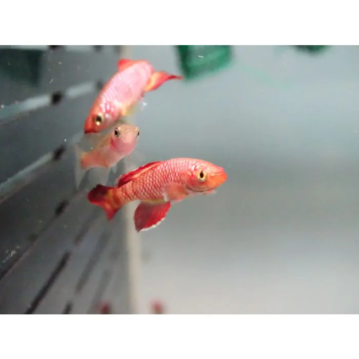 Nothobranchius korthausae rojo