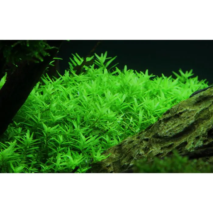 Rotala Green (in vitro)