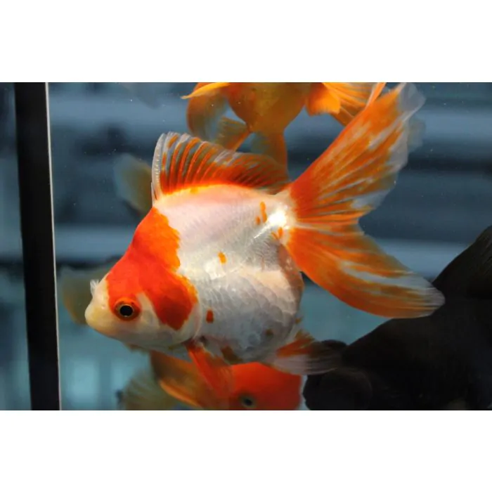 Ryukin  grande (11-14 cm)