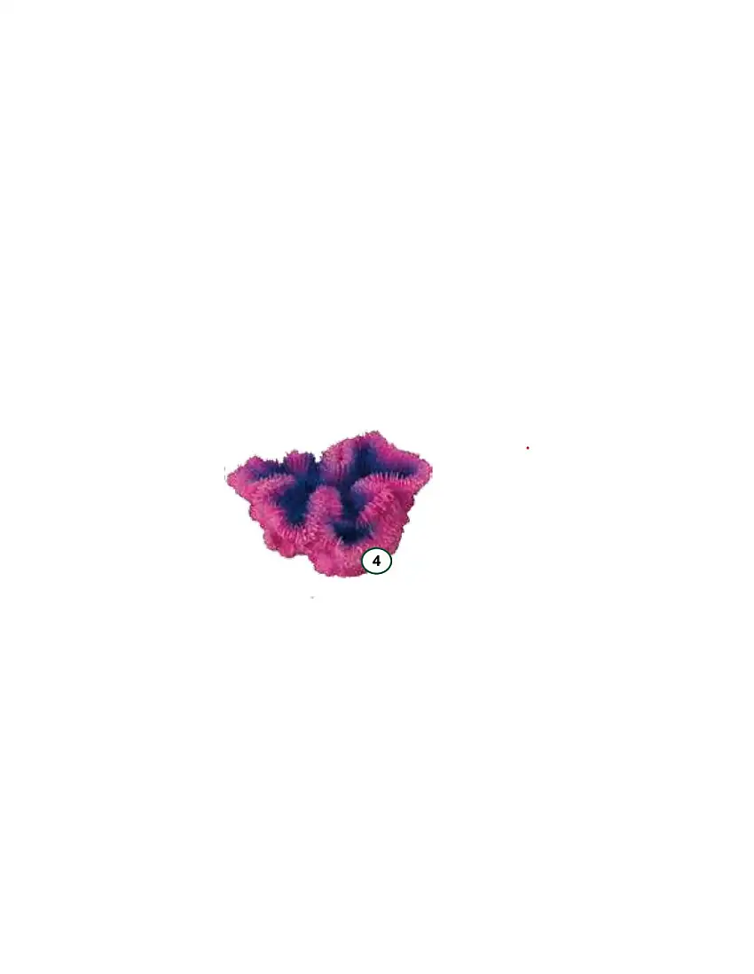 Coral SYMPHYLIA Morado