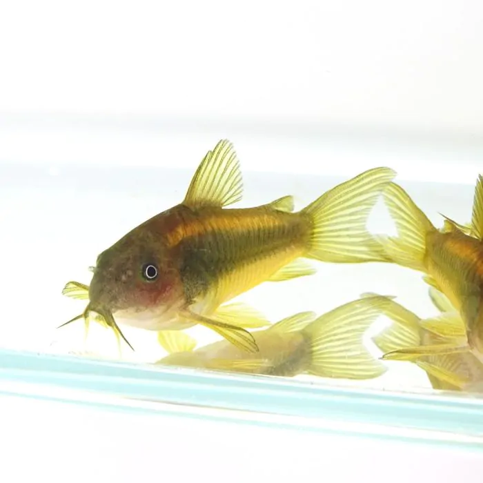Corydoras orange Stripe Perú – CW010 Cory Láser naranja