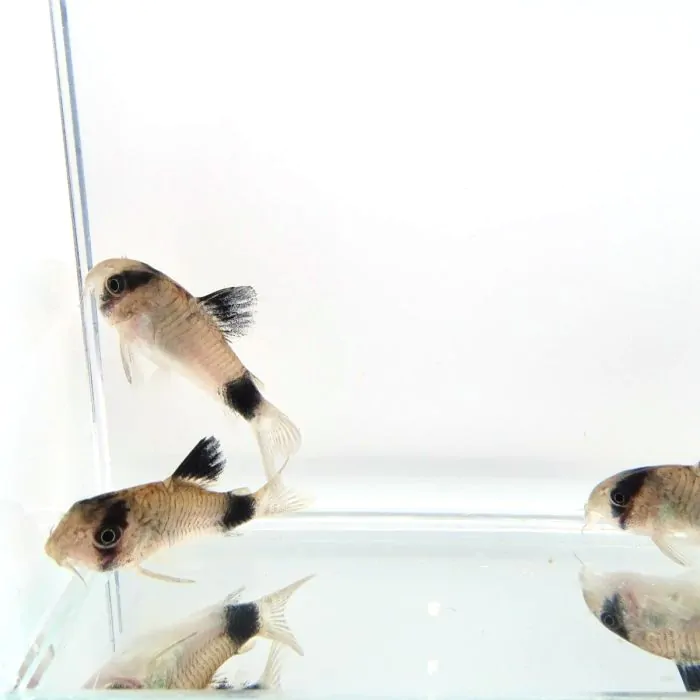 Corydoras panda – Corydora Panda (criada)