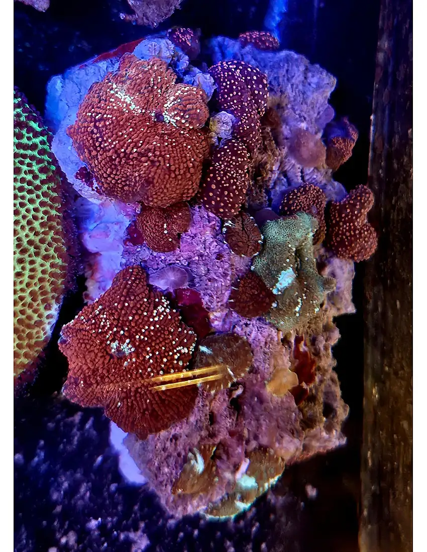 Discosoma red spotted