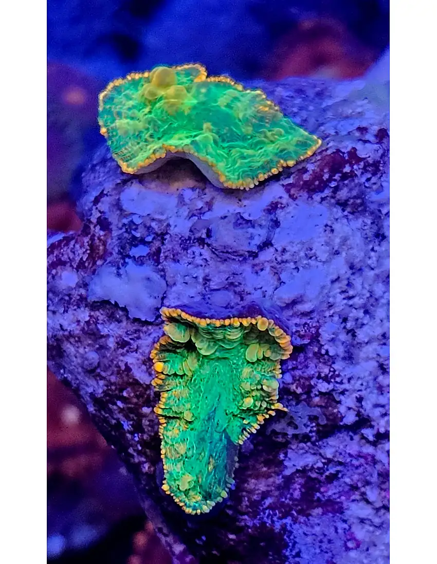 Discosomas verde fluor