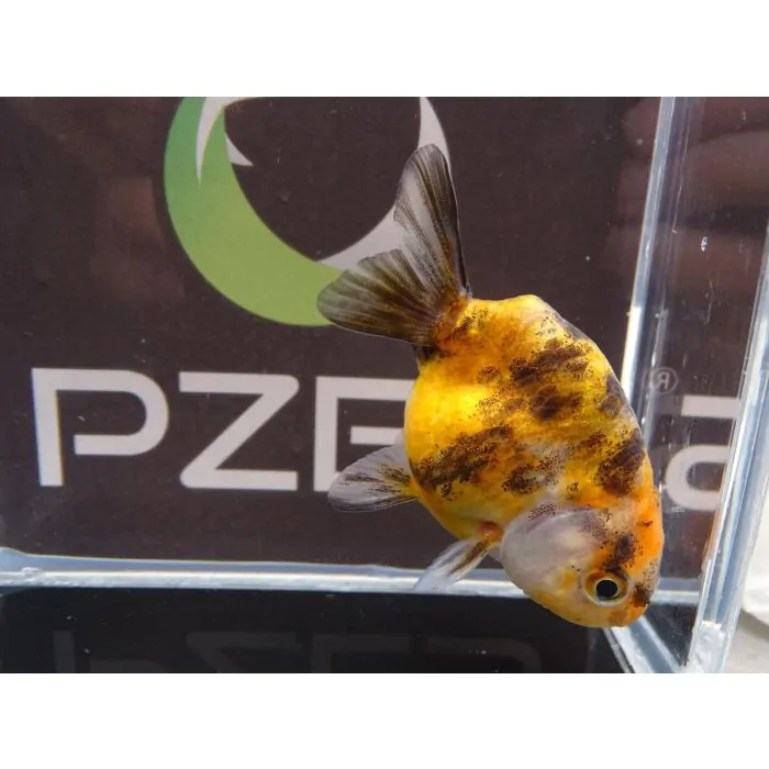 Ranchu calico (grado A)