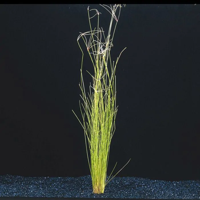Eleocharis vivipara