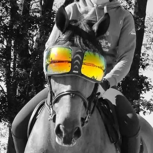 Lentes de repuesto para gafas de caballo eVysor